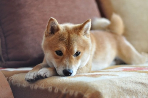 Coccidia in Dogs: Recognising and Treating Coccidiosis
