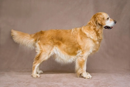 Should You Shave Your Double-Coated Dog in Summer?