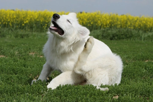 5 Key Places to Check for Ticks on Your Dog’s Body