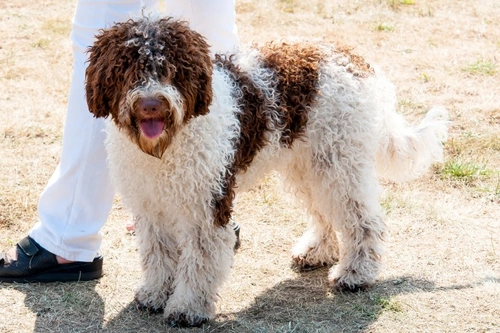 Lysosomal Storage Disease in Lagotto Romagnolo: Causes & Testing
