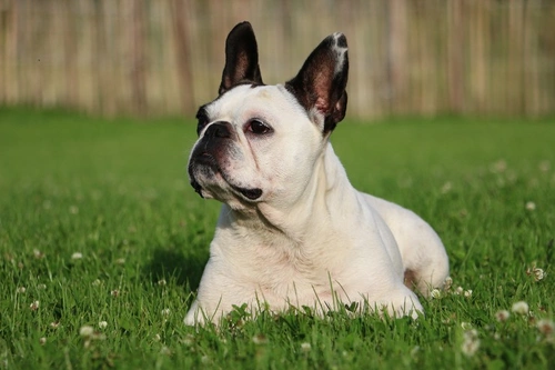 Aspiration Pneumonia Risks in Brachycephalic Dogs Explained