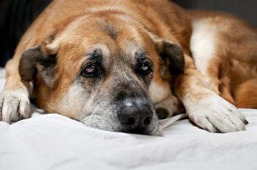 Canine diabetes and cataracts: causes, treatment & prevention