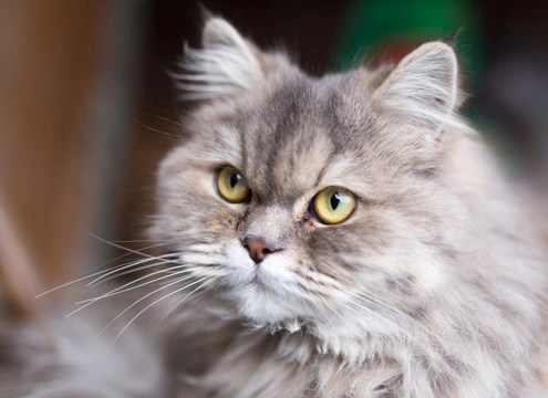 4 alimentos comunes que son venenosos para gatos