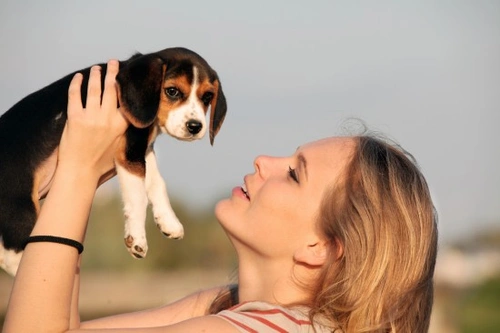 Buying an animal: Know Your Legal Rights in the UK