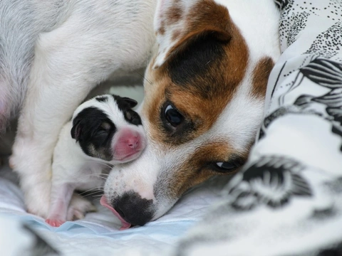 Animal Welfare Act 2018: Buying a Puppy from a Licensed Breeder