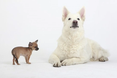 Managing Small Dog Aggression Towards Larger Dogs: Causes & Solutions