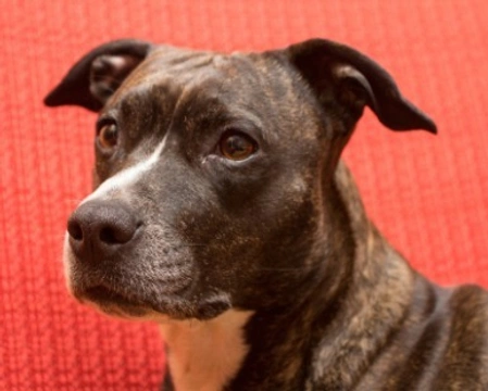 Differenze tra l'American Staffordshire Terrier e il Bull Terrier