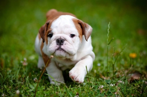 5 Common Dog Myths Debunked: Truths Every Owner Should Know
