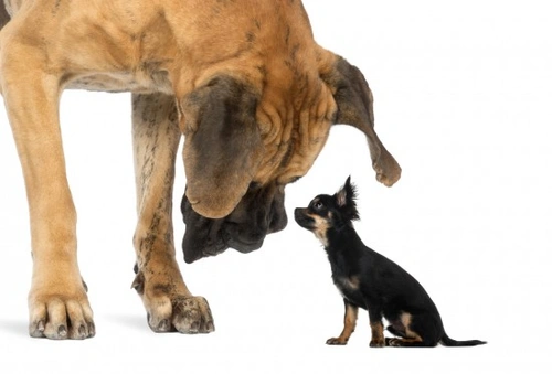 Why Big Dogs Don’t Live As Long As Smaller Breeds