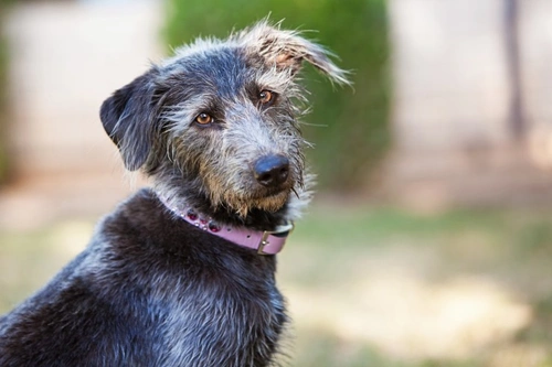 Chronic Treatment-Resistant Demodicosis in Dogs Explained