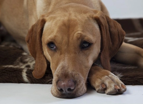 Tetanus (Lockjaw) in Cats and Dogs: Causes, Symptoms & Treatment