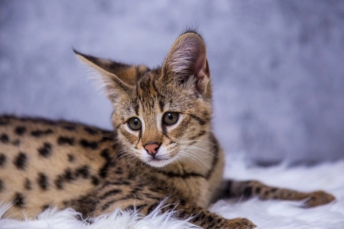 10 Essential Facts About Savannah Cats Before You Buy