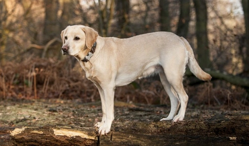Exercise Induced Collapse (EIC) in Dogs: Causes & Management