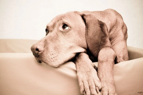 Understanding and Solving Dogs’ House Soiling Issues