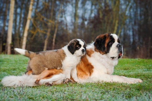 Predicting Your Puppy's Adult Size: A Complete Guide