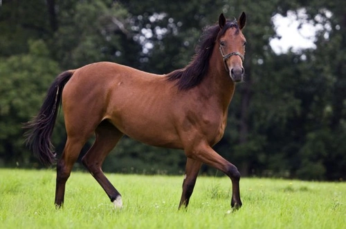 Buying the Right Horse: Key Tips for the Perfect Match