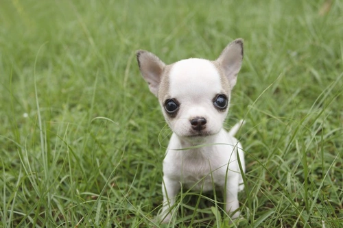 Why Is My Puppy Shivering? Causes & Vet Advice