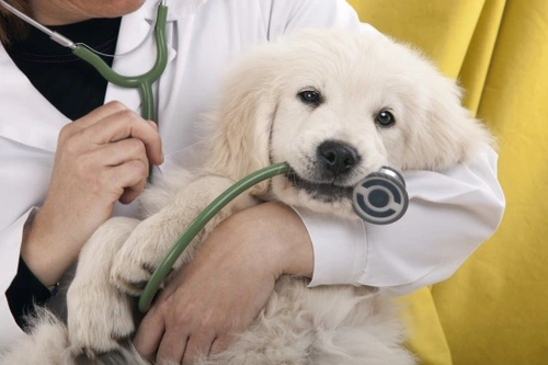 Knowing When to Call the Vet for Your Cat or Dog