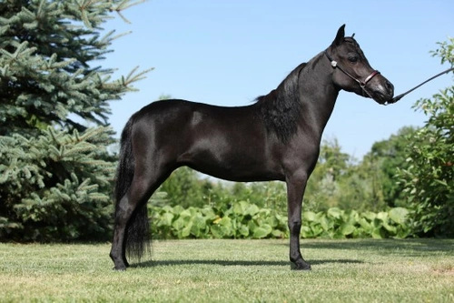 The Miniature Horse: Origins, Characteristics & Care