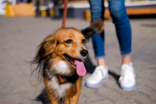 Protect Your Dog’s Paws From Hot Pavements This Summer
