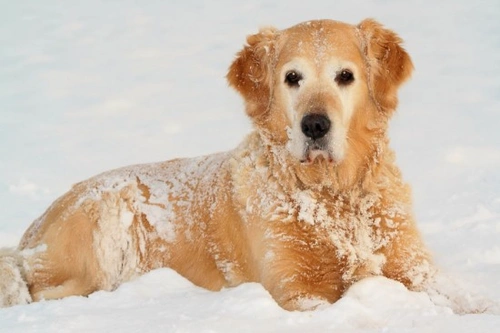 Pet Insurance for Older Pets: Essential Advice for Owners