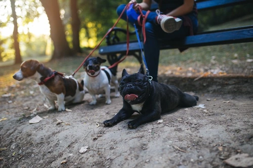 5 Key Things to Tell Your New Dog Walker for Safe Care