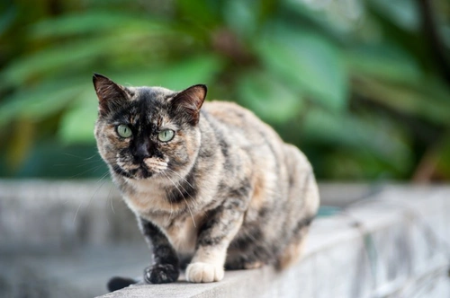 Diez consejos para mantener a tu gato sano durante su vejez