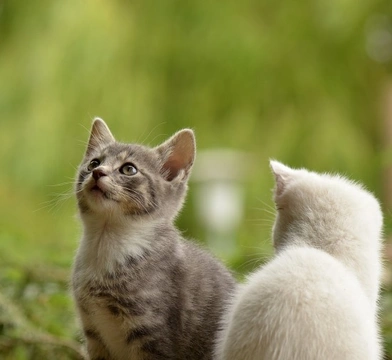Otitis en gatos: síntomas y tratamiento