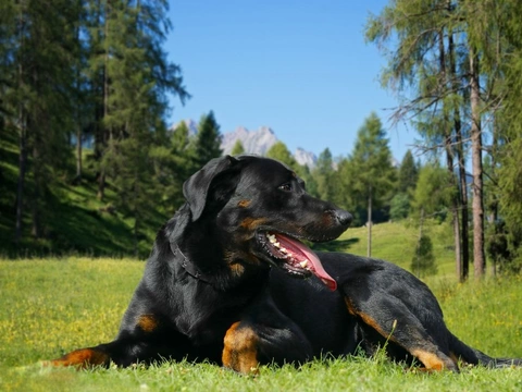 Razas de perros con espolones traseros: Características únicas