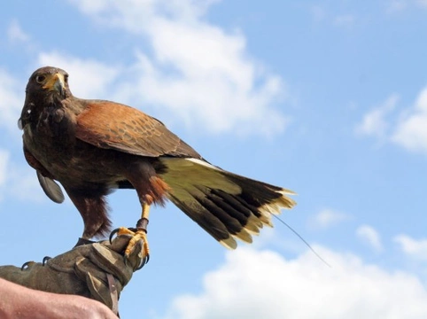 Birds of Prey as Pets in the UK: Legalities & Care Guide