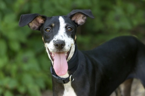 10 Consejos para una Tenencia Responsable de Mascotas en el Mes Nacional de las Mascotas