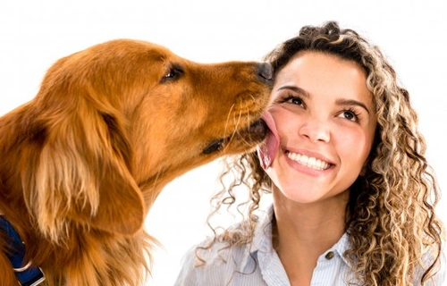 How to stop your dog from licking you