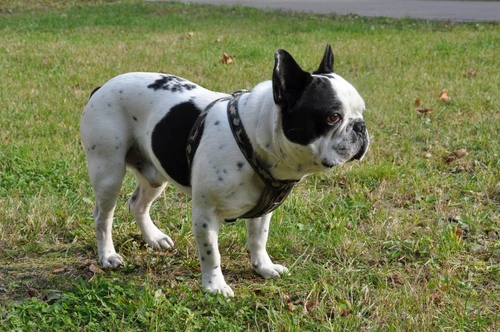 Infertility in Dogs and Bitches: Causes and Solutions