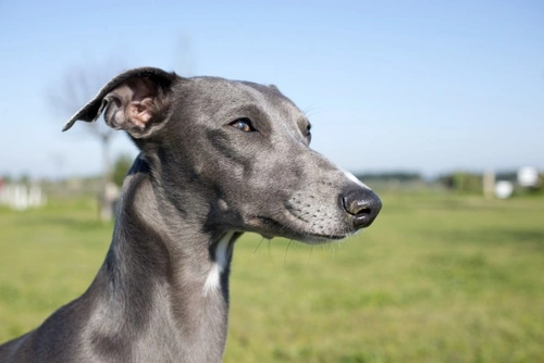 5 Vet Services Not Available During Coronavirus Restrictions