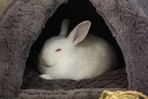 Un conejo como mascota, ventajas e inconvenientes