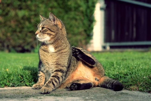 Why Is My Cat Losing Weight? Top 5 Causes Explained