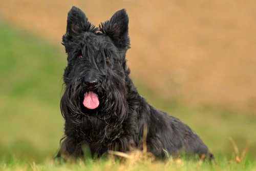 How to Feed Dogs Prone to Bladder Stones: Diet Tips