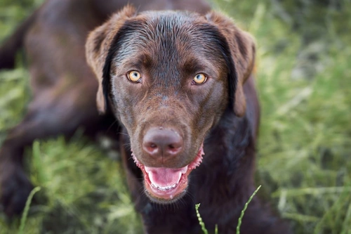 Haematuria in Dogs: Causes, Symptoms & Treatment Guide