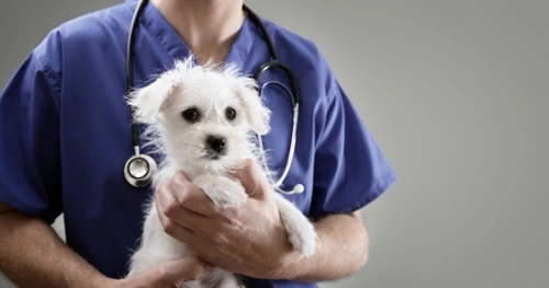 Can my dog still visit the vet during Covid-19 restrictions?