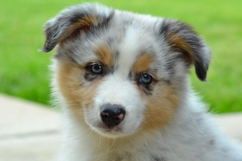 MDR1 Drug Sensitivity in Dogs: What Every Owner Should Know