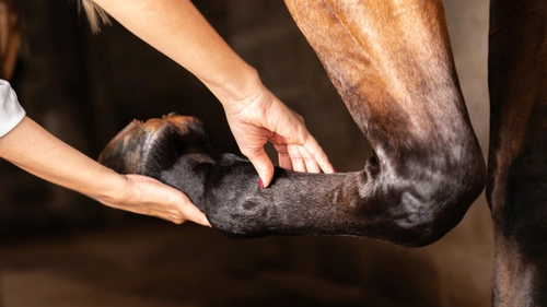 4. Veterinärbesiktning vid hästköp