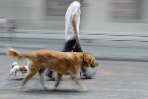 Big City Pet Care: Expert Tips for Urban Living