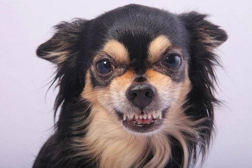 Resource Guarding in Dogs: Understanding and Managing Behaviour