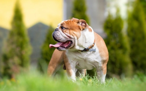 6 Must-Have Products for Dogs with Sensitive Skin
