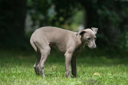 Estreñimiento en perros: causas, síntomas y tratamientos efectivos