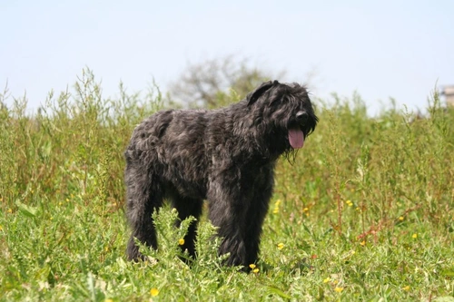 Lymphosarcoma in Dogs: Causes, Signs & Treatment Guide