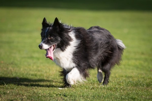 Complete Guide to the Pastoral Dog Group and Their Roles