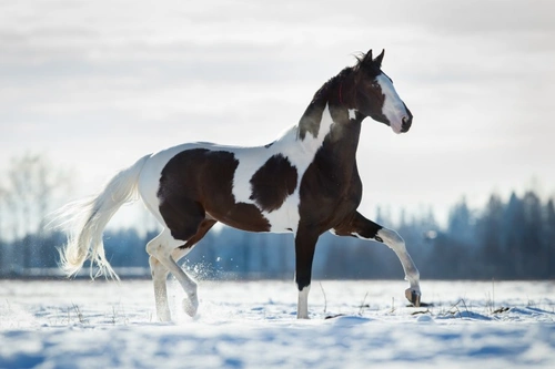 Unique Equestrian Gifts for the Festive Season