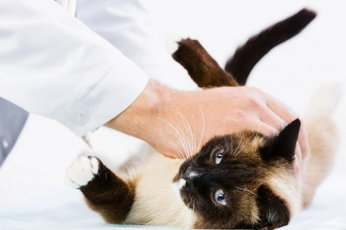 Cat Abscesses: Causes, Symptoms & Treatment Guide