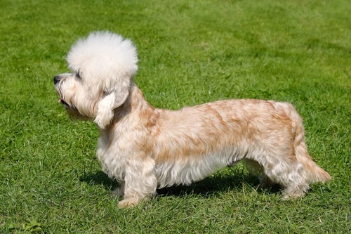 Cushing’s Disease in Dandie Dinmont Terrier: Risks & Care